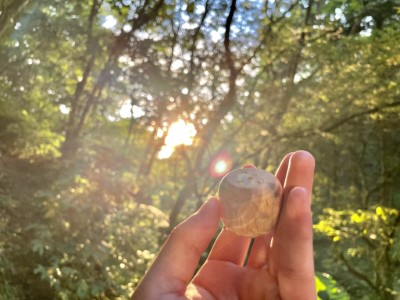 沐浴在陽光下的自製解憂木