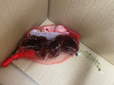 今(110)年4月接獲熱心民眾送來3隻藍腹鷴幼鳥
