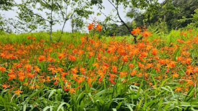 目前阿里山國家森林遊樂區射干菖蒲盛開