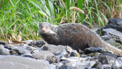 園區可遇不可求的嬌客-食蟹獴_八藝傳播有限公司攝