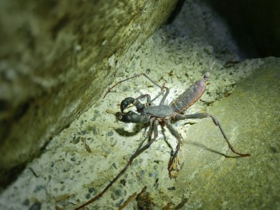 近距離生物觀察