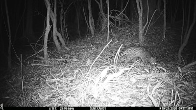 雙流國家森林遊樂區出現的野生動物1-麝香貓