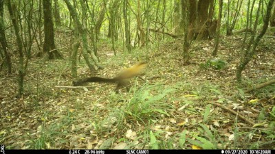 雙流國家森林遊樂區出現的野生動物2-黃喉貂