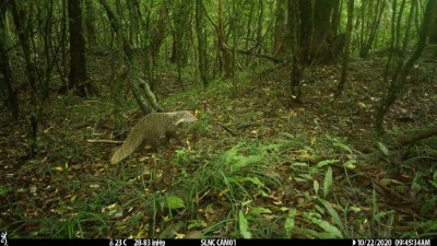 雙流國家森林遊樂區出現的野生動物3-食蟹獴