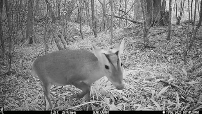 雙流國家森林遊樂區出現的野生動物4-山羌