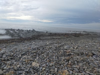 富岡海堤漂流木