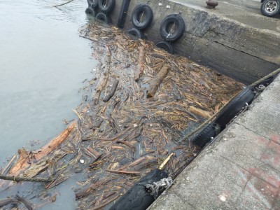 富岡漁港漂流木2