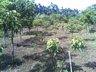 認養造林地內的茄苳、杜英、牛樟，目前已有3-4公尺高，未來將持續實現小朋友們守護森林的心意
