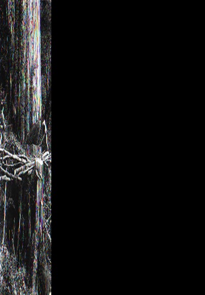 阿里山歷史影像3_日治時期伐木作業