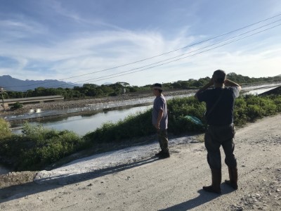 監控埃及聖䴉動向