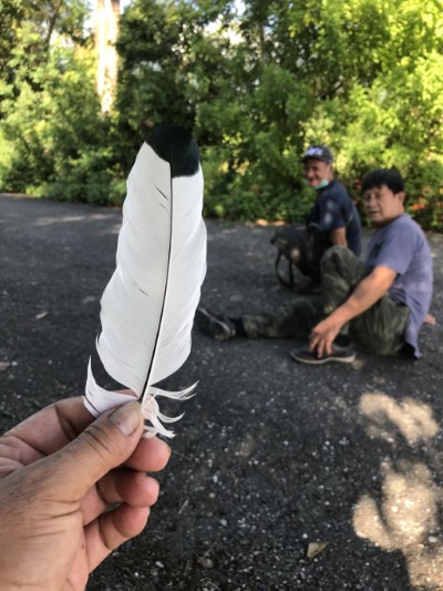 監控埃及聖䴉動向