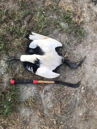 第三隻埃及聖䴉