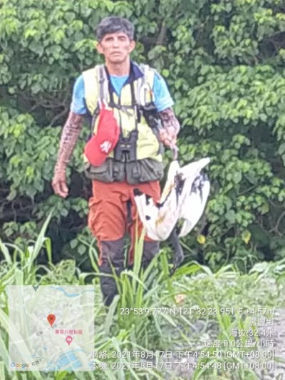 第二隻埃及聖䴉