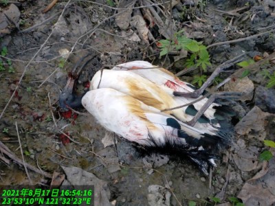 第二隻埃及聖䴉