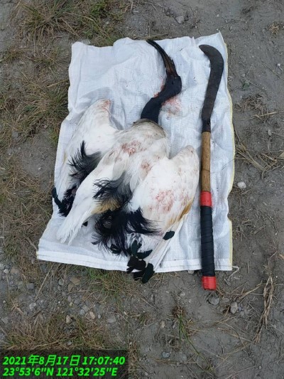 第二隻埃及聖䴉