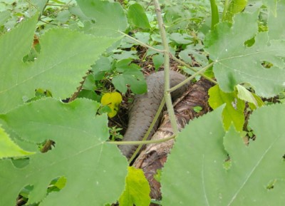 受困穿山甲經工作站同仁小心解救後重獲自由