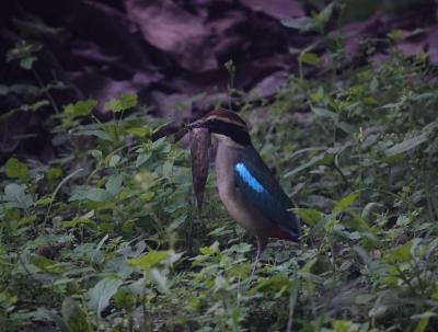 八色鳥啣巢材（攝影者：沈玲秋）