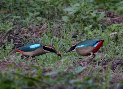 八色鳥求偶（攝影者：沈玲秋）