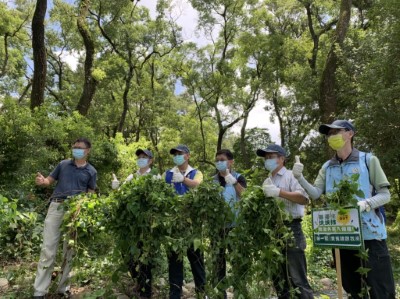 小花蔓澤蘭防治宣導活動-除蔓成果(南投林區管理處提供)