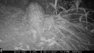 該區域以紅外線照相機監測，拍攝到穿山甲活動情形