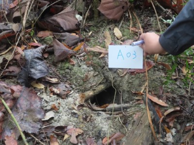 林管處在原預計疏伐的區域內發現每公頃林地有高達40個以上穿山甲洞穴分布