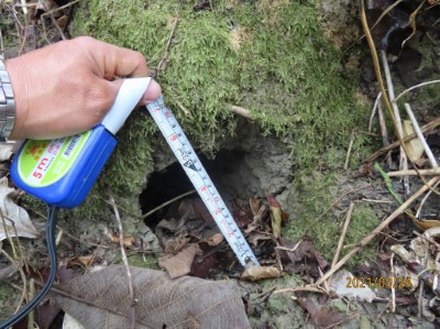 經調查確認原預計疏伐區域為穿山甲重要的棲息地