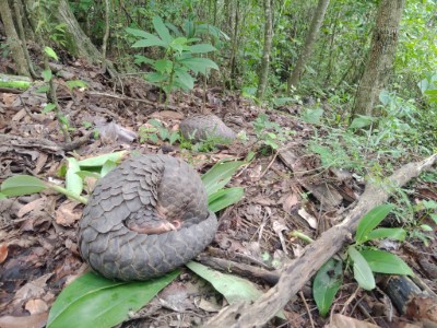 穿山甲對棲地有高度忠誠性，所以棲地維護對穿山甲保育是相當重要的工作之一