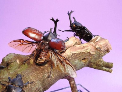  昆蟲標本成品-獨角仙(烏來林業生活館提供)