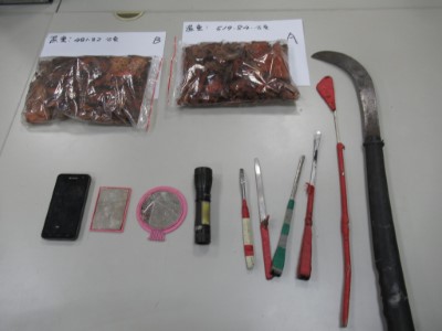 查獲採取工具及森林副產物牛樟芝