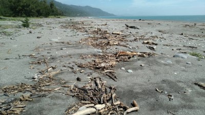 璨樹颱風漂流木自9月28日起開放2階段自由撿拾