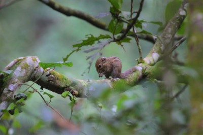 條紋松鼠的牙齒銳利，可以去除堅硬的橡實果殼，細細品嘗美味的種子。