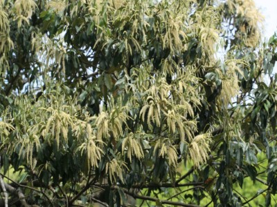 長尾栲盛開著耀眼金黃的花，除了吸引昆蟲們拜訪，其橡實也深受野生動物的喜愛