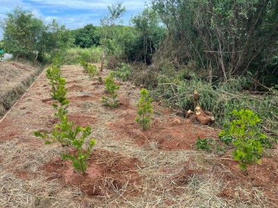 移除銀合歡後，已全部種植蘭嶼羅漢松