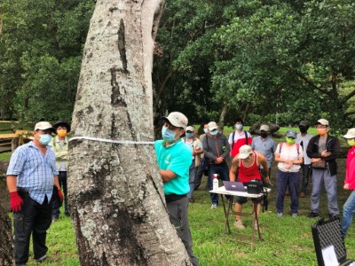 講師於樹木銀行園區實際示範如何使用應力波檢測樹幹空心程度