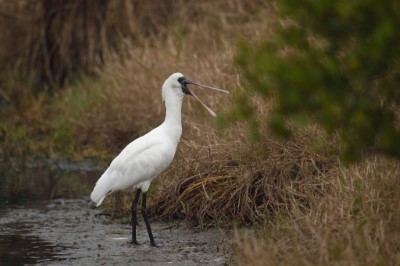 鰲鼓候鳥季來臨，黑面琵鷺已經現蹤囉！(鳥友許自來提供)