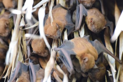 鰲鼓濕地明星物種-高頭蝠時常出沒在東石自然生態展示館周邊
