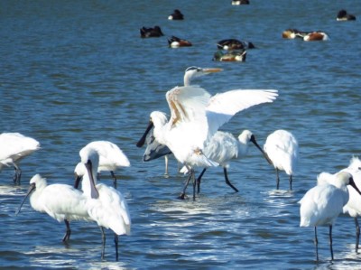 鰲鼓候鳥季可見黑面琵鷺群與鴨群覓食（鰲鼓解說員林韋秀提供）