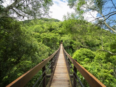 雙流國家森林遊樂區-漫步森林的沿山吊橋((林務局提供)