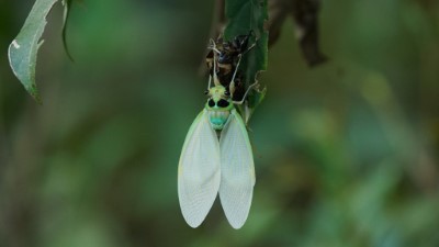 臺灣爺蟬羽化