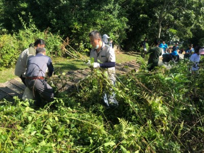 以人工徒手進行地毯式植物體移除，以杜絕小花蔓澤蘭族群擴大、蔓延。