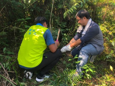 防治除蔓必連根拔除，才能確實達到防治效果。
