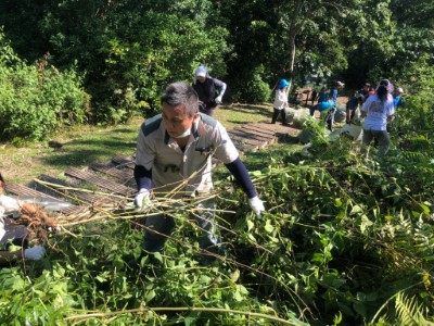 順藤摸瓜找到小花蔓澤蘭根部並將其移除。