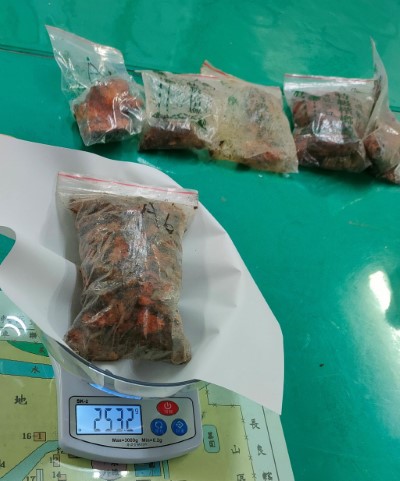 查獲森林副產物牛樟芝