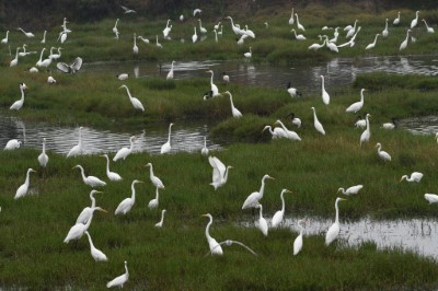 冬天是鰲鼓濕地最熱鬧的季節，參加完手作活動就可以到戶外千島湖觀賞鷺鷥群
