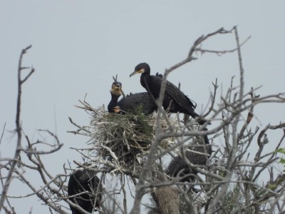 台灣首度發現鸕鶿繁殖，來鰲鼓濕地就有機會目睹鸕鶿育雛畫面（黃月英攝）