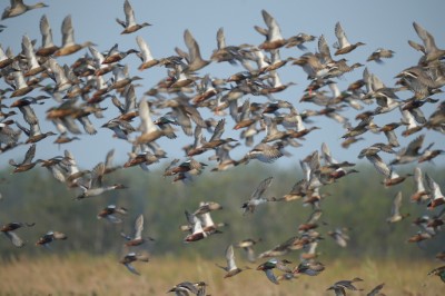 琵嘴鴨群飛壯觀的景象