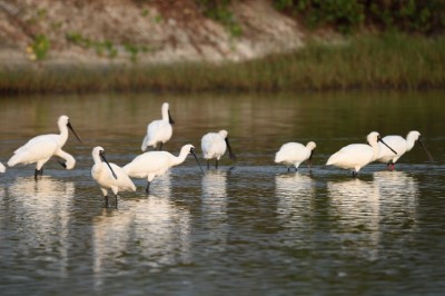 黑面琵鷺更是大家到鰲鼓濕地最不能錯過的冬候鳥