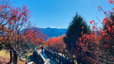 小笠原觀景平台現正值楓紅時期