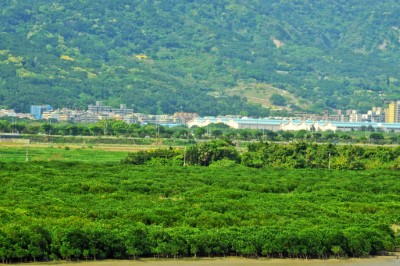 關渡自然保留區