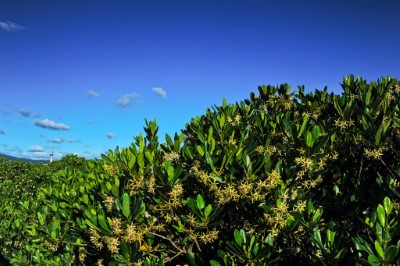 關渡自然保留區